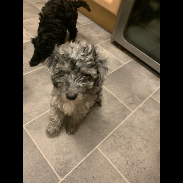 Miniature Poodle - Dogs