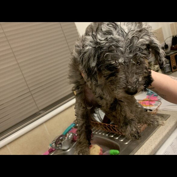 Miniature Poodle - Dogs