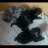 Miniature Poodle - Dogs