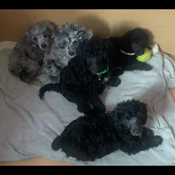 Miniature Poodle - Dogs