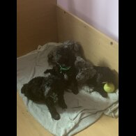 Miniature Poodle - Dogs