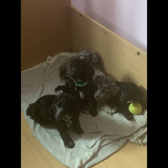 Miniature Poodle - Dogs
