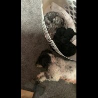 Miniature Poodle - Dogs