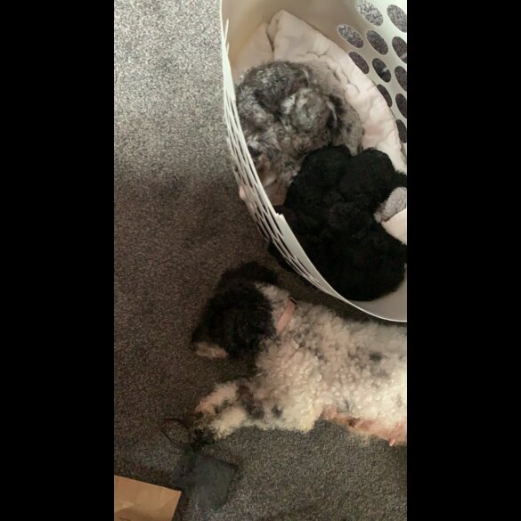 Miniature Poodle - Dogs
