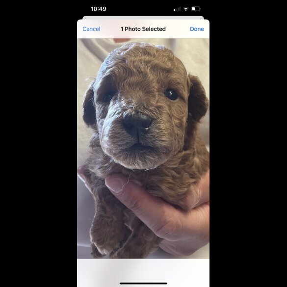 Miniature Poodle - Dogs