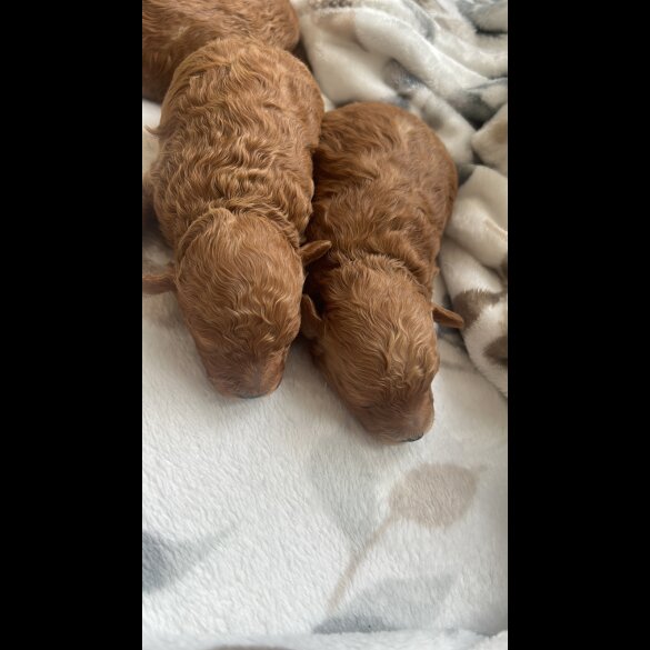 Miniature Poodle - Dogs
