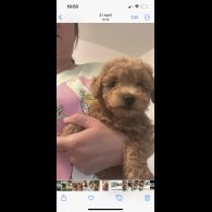 Miniature Poodle - Dogs