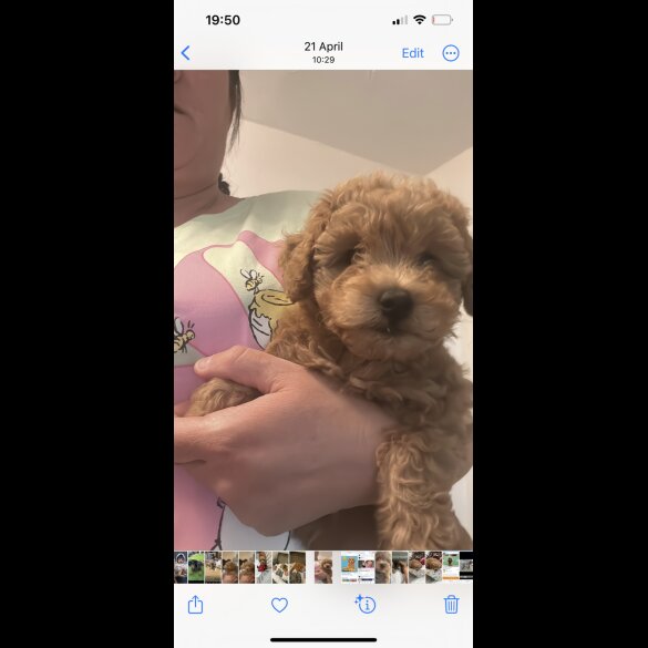Miniature Poodle - Dogs