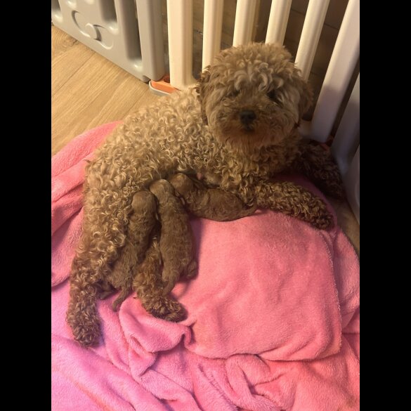 Miniature Poodle - Dogs
