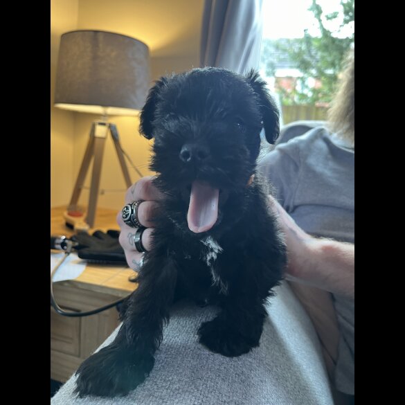 Miniature Schnauzer - Both