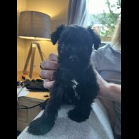 Miniature Schnauzer - Both