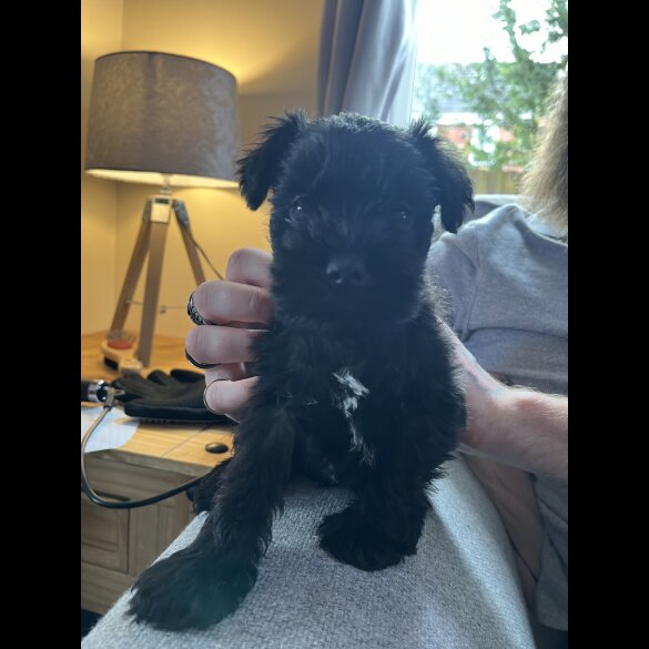 Miniature Schnauzer - Both