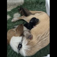 Mixed Breed - Bitches