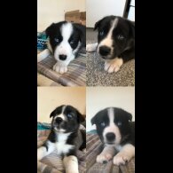 Mixed Breed - Both