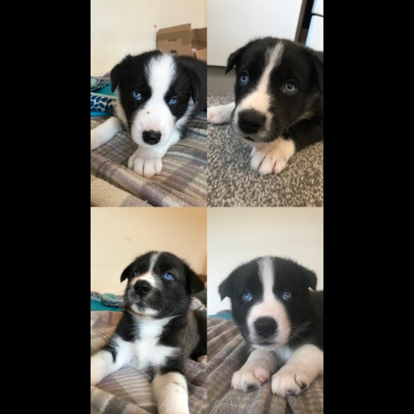 Mixed Breed - Both