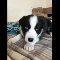Mixed Breed - Both