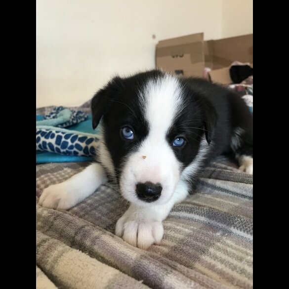 Mixed Breed - Both