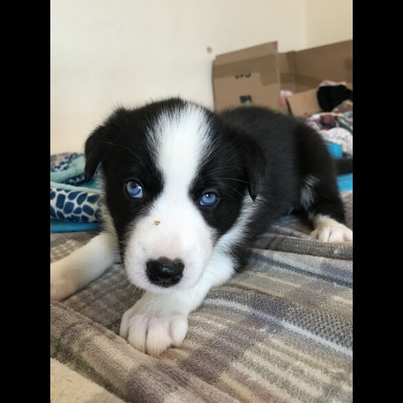 Mixed Breed - Both