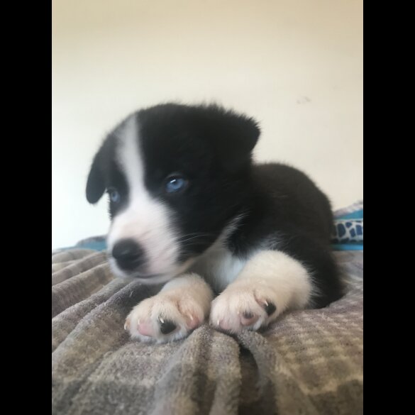 Mixed Breed - Both