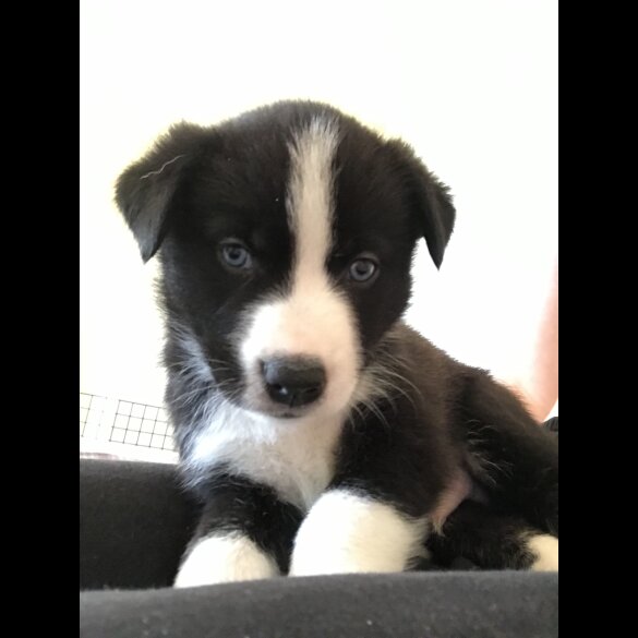 Mixed Breed - Both