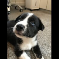 Mixed Breed - Both