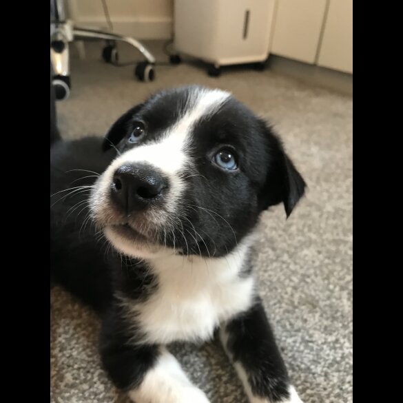 Mixed Breed - Both