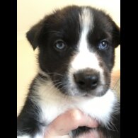 Mixed Breed - Both