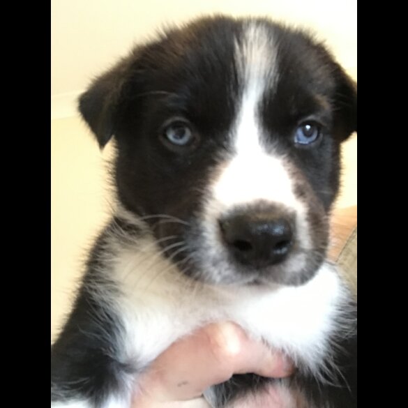 Mixed Breed - Both
