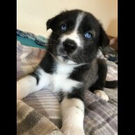 Mixed Breed - Both
