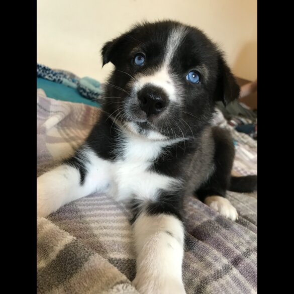 Mixed Breed - Both