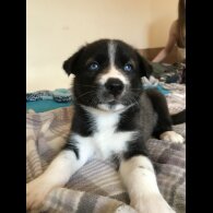 Mixed Breed - Both