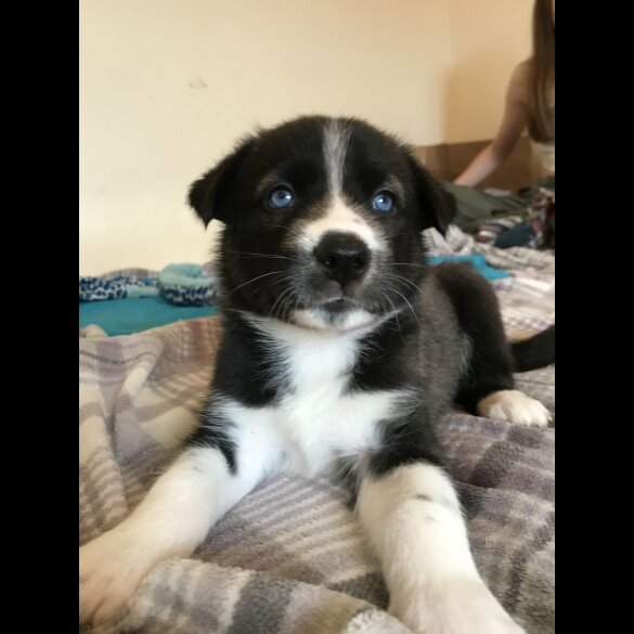 Mixed Breed - Both