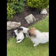Mixed Breed - Dogs