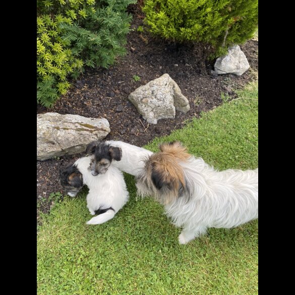 Mixed Breed - Dogs