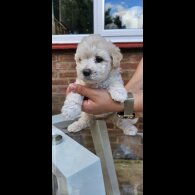 Mixed Breed - Both