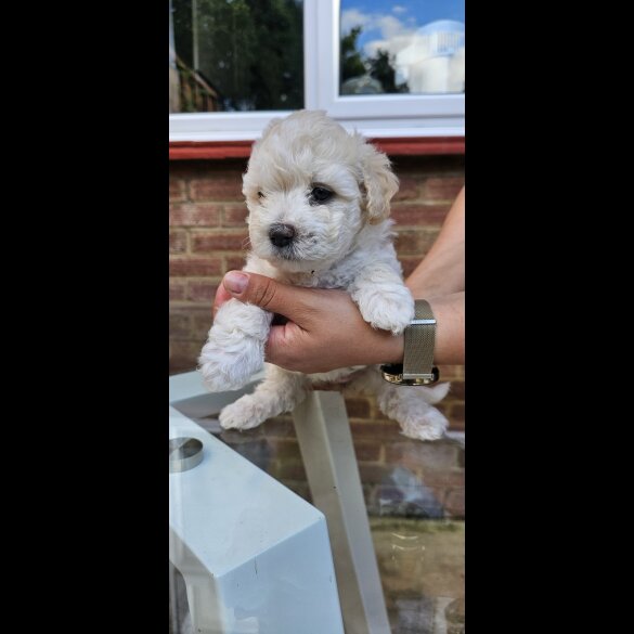 Mixed Breed - Both