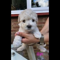 Mixed Breed - Both