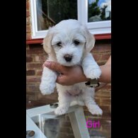 Mixed Breed - Both