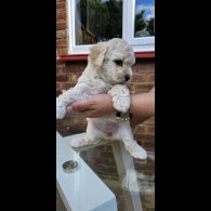 Mixed Breed - Both