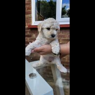 Mixed Breed - Both