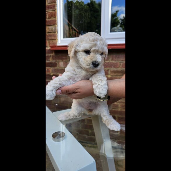 Mixed Breed - Both