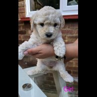 Mixed Breed - Both