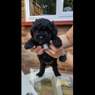 Mixed Breed - Both