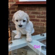 Mixed Breed - Both