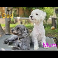Mixed Breed - Both
