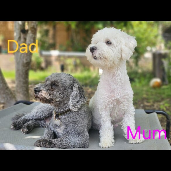 Mixed Breed - Both