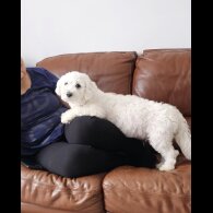 Mixed Breed - Both