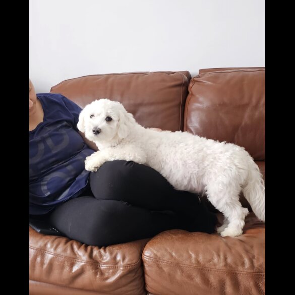 Mixed Breed - Both