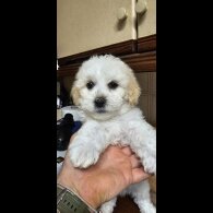 Mixed Breed - Both