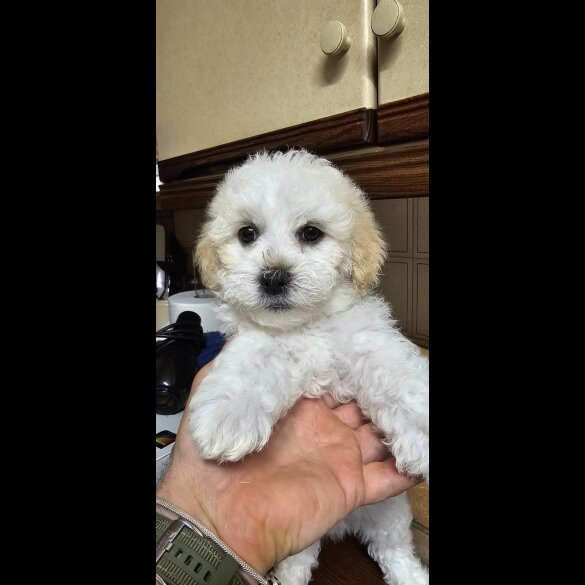 Mixed Breed - Both
